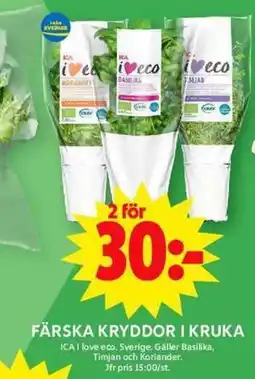 ICA Maxi ICA Färska kryddor i kruka erbjuda