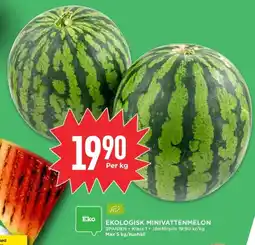 Willys Ekologisk minivattenmelon erbjuda