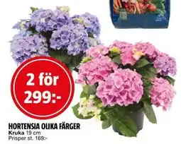 Bauhaus HORTENSIA OLIKA FÄRGER erbjuda