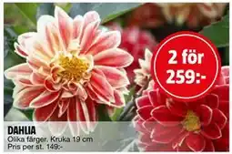 Bauhaus DAHLIA erbjuda