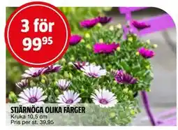 Bauhaus STJÄRNÖGA OLIKA FÄRGER erbjuda