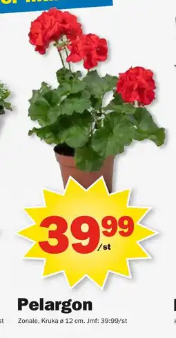 Pekås Pelargon erbjuda