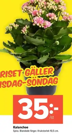 Coop Extra Kalanchoe erbjuda