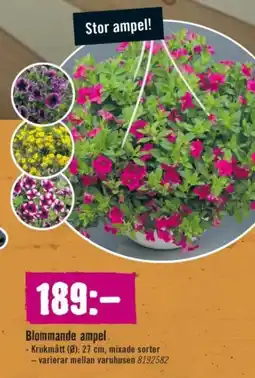 Hornbach Blommande ampel erbjuda