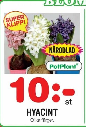 Nya Pulsen Hyacint erbjuda