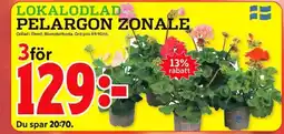 ICA Kvantum Pelargon zonale erbjuda