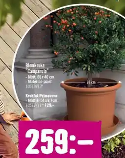 Hornbach Blomkruka "Campanula" erbjuda