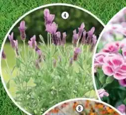 Hornbach Lavendel 'Anouk erbjuda