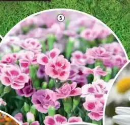 Hornbach Nejlika 'Dianthus Pink Kisses erbjuda