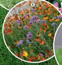 Hornbach Jätteverbena Verbena bonariensis erbjuda