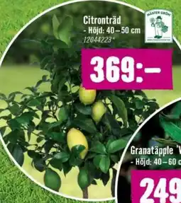 Hornbach Citronträd erbjuda