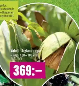 Hornbach Valnöt Juglans regia erbjuda