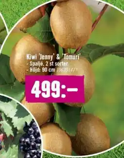 Hornbach Kiwi 'Jenny' & 'Tomuri' erbjuda
