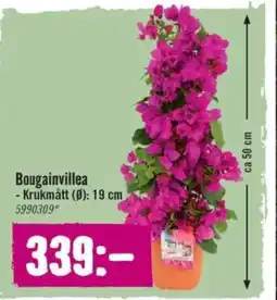 Hornbach Bougainvillea erbjuda