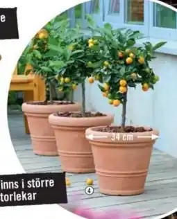 Hornbach Blomkruka "Milano" erbjuda