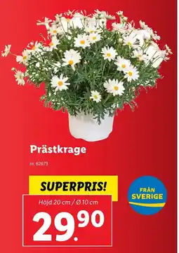 Lidl Prästkrage erbjuda