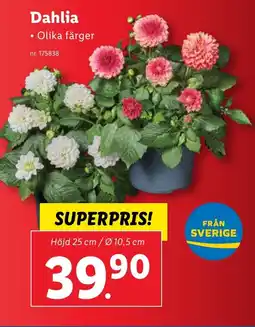 Lidl Dahlia erbjuda