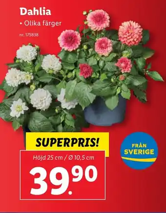 Lidl Dahlia erbjuda