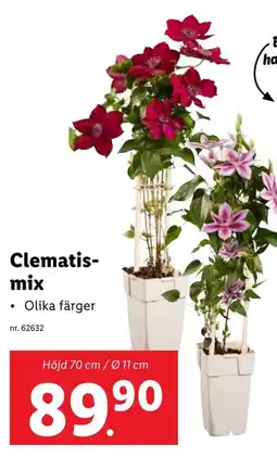 Lidl Clematis- mix erbjuda