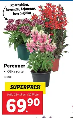 Lidl Perenner erbjuda