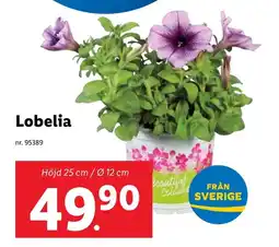 Lidl Lobelia erbjuda