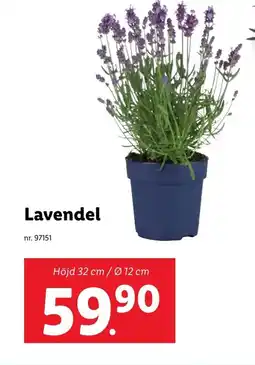 Lidl Lavendel erbjuda