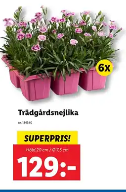 Lidl Trädgårdsnejlika erbjuda