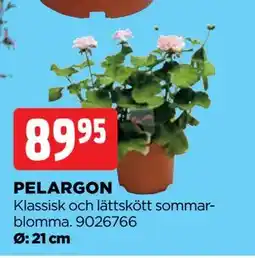 Jem&Fix PELARGON erbjuda