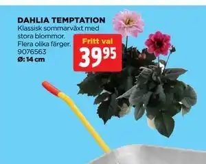 Jem&Fix DAHLIA TEMPTATION erbjuda