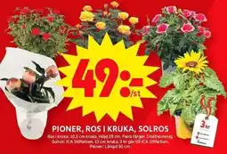 Pioner, ros i kruka, solros