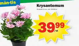 Pekås Krysantemum erbjuda