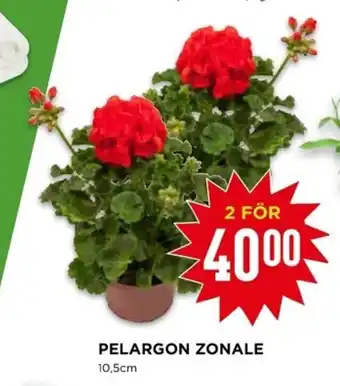 Willys Pelargon Zonale 2st erbjuda