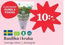 Hemköp Basilika i kruka erbjuda