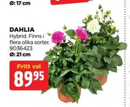 Jem&Fix DAHLIA erbjuda