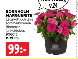 Jem&Fix BORNHOLM MARGUERITE erbjuda