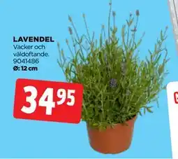 Jem&Fix LAVENDEL erbjuda