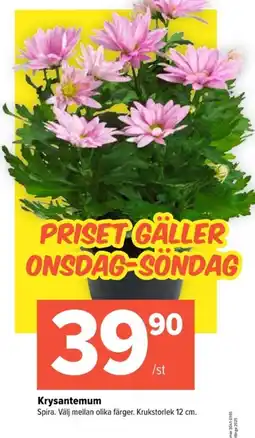 Coop Extra Krysantemum erbjuda