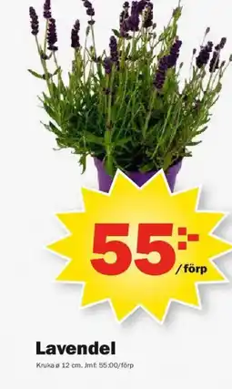 Pekås Lavendel erbjuda