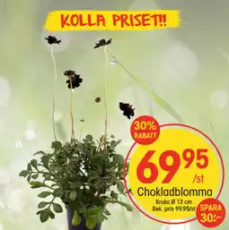 EKO Chokladblomma erbjuda