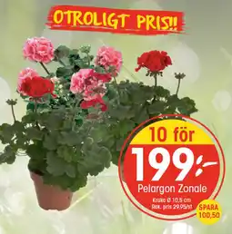 EKO Pelargon zonale erbjuda