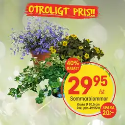 EKO Sommarblommor erbjuda