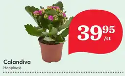 Östenssons Calandiva erbjuda