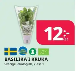 Tempo Basilika i kruka erbjuda