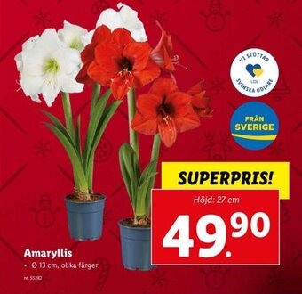 Lidl Amaryllis erbjuda