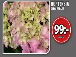 Extra Mjällby Stormarknad Hortensia erbjuda