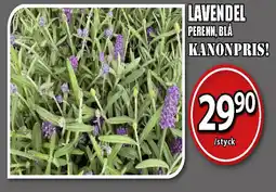 Extra Mjällby Stormarknad Lavendel erbjuda