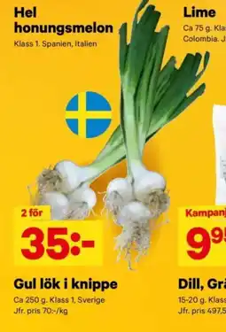 City Gross Gul lök i knippe erbjuda