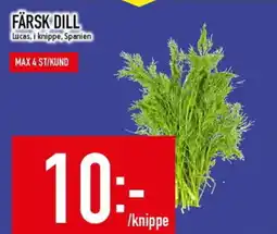 FÄRSK DILL