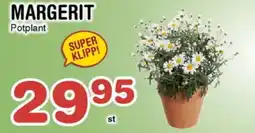 Nya Pulsen Margerit erbjuda