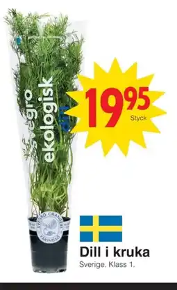Matöppet Dill i kruka erbjuda